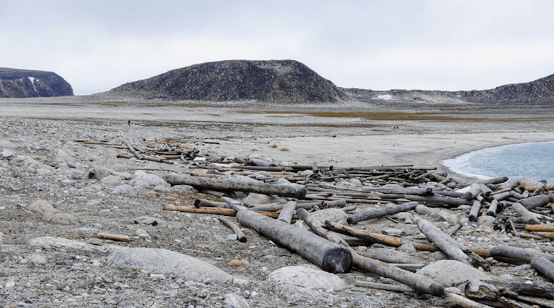 Geoscientist Georgia Hole used tree rings to retrace the paths of driftwood, once frozen in sea ice, as it made its way through the Arctic. “Some of these beaches are really full of driftwood—driftwood as far as the eye can see. And when you remember that these areas we were studying had no forest, completely treeless, it gives you that sense of scale.” -GH CREDIT: Georgia Hole