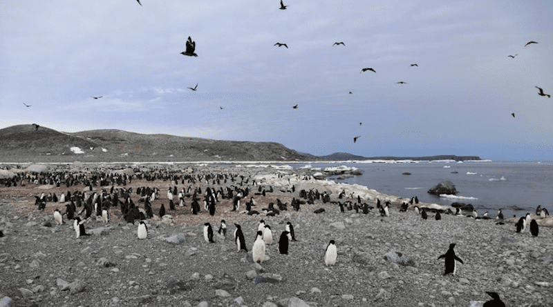 Penguin population around Ross Sea CREDIT: Image by GAO Yuesong