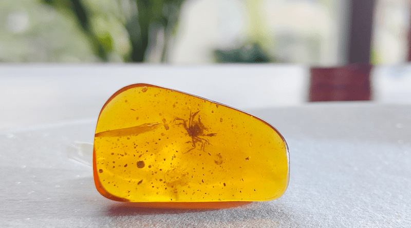 Cretapsara athanata: The first crab in amber from the dinosaur era. CREDIT: Lida Xing (China University of Geosciences, Beijing)
