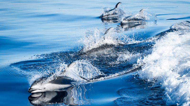 Pacific white-sided dolphins swim off the coast of the Salish Sea. CREDIT: Matt Whelan, Salish Sea in Focus