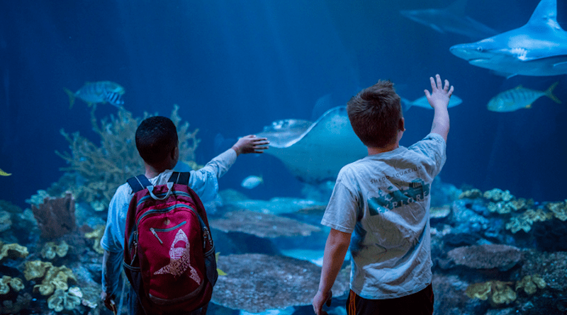 Visitors enjoy an exhibit at Chicago's Shedd Aquarium. CREDIT: Shedd Aquarium/Brenna Hernandez