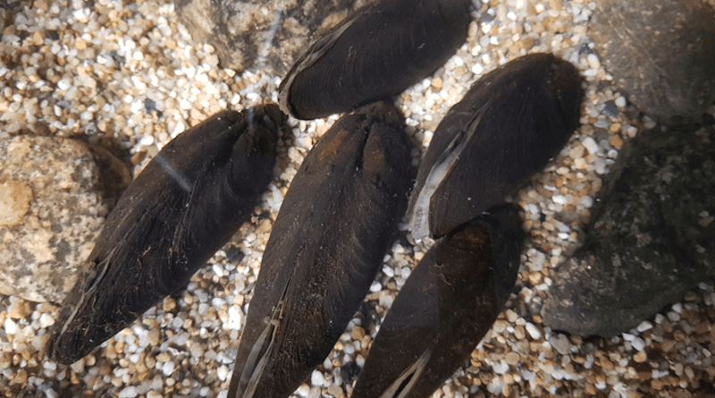 Freshwater pearl mussels at the bottom of the pool. CREDIT: Jouni Taskinen, JYU