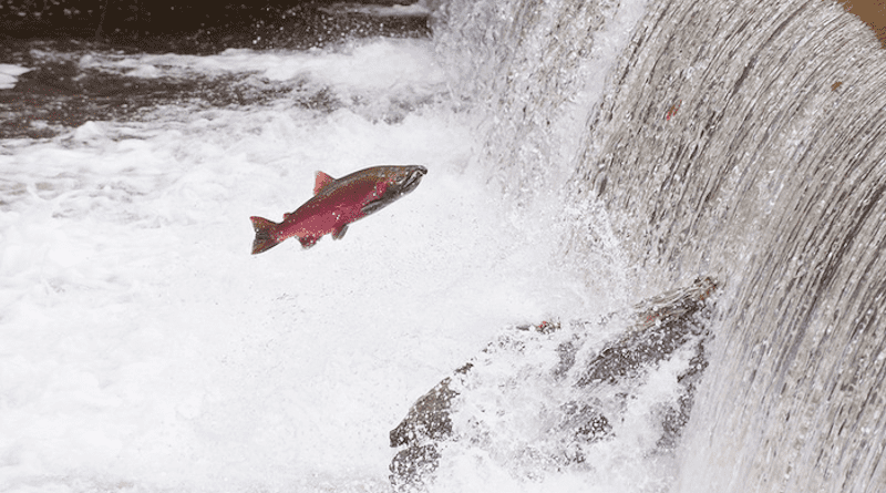 A coho salmon jumps out of the water in Fall Creek, Oregon. CREDIT: Lynn Ketchum, Oregon State University.