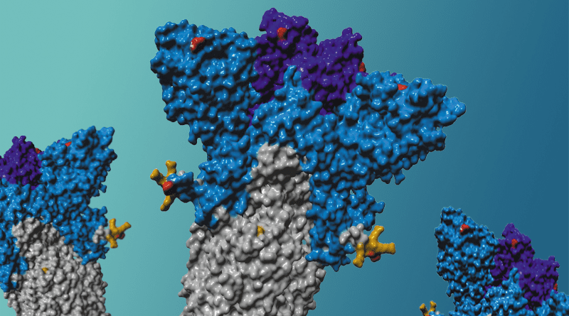 Schematic Illustration of the spike protein of the Delta variant with mutations (red) at the receptor-binding domain (purple) and the N-terminal domain (blue). Illustration: Markus Hoffmann/Karin Tilch