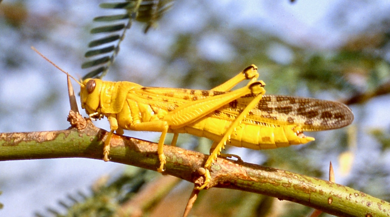 Desert Locust: mature adult. Photo by A. Monard, CIRAD