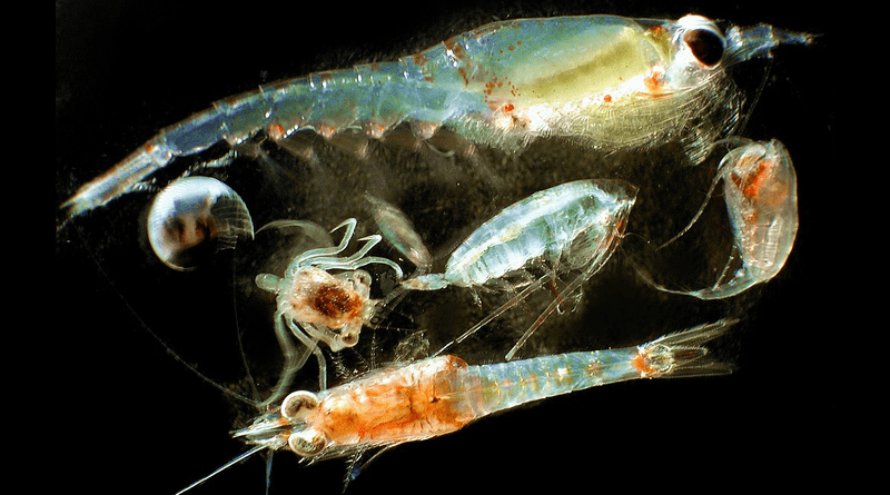 Many species of Zooplankton will shift polewards in the future. CREDIT: Matt Wilson/Jay Clark, NOAA NMFS AFSC., Public domain, via Wikimedia Commons