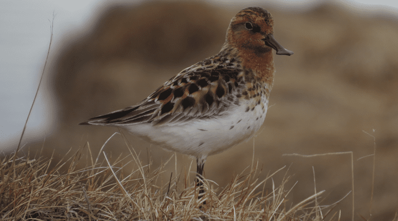 Male of critically endangered Spoon-billed Sandpiper (Calidris pygmaea) at a breeding ground, a species suffering higher nest predation rates recently, Chukotka, Arctic Russia. CREDIT: Vojtěch Kubelka