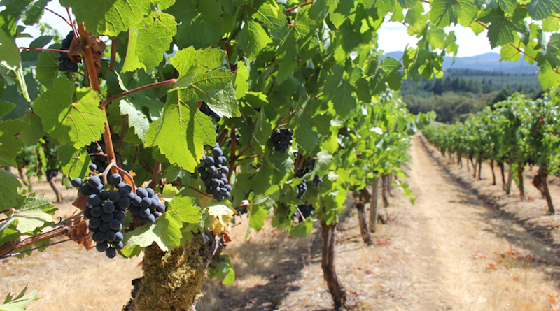 Oregon State's Woodhall Vineyard. CREDIT: Sean Nealon