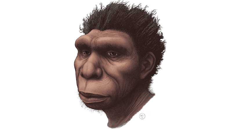 Artist rendering of Homo bodoensis. CREDIT: Ettore Mazza