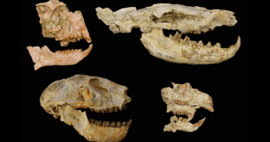 Fossils of the key groups used to unveil the Eocene-Oligocene extinction in Africa with primates on the left, the carnivorous hyaenodont, upper right, rodent, lower right. These fossils are from the Fayum Depression in Egypt and are stored at the Duke Lemur Center’s Division of Fossil Primates. CREDIT: Matt Borths, Duke University Lemur Center
