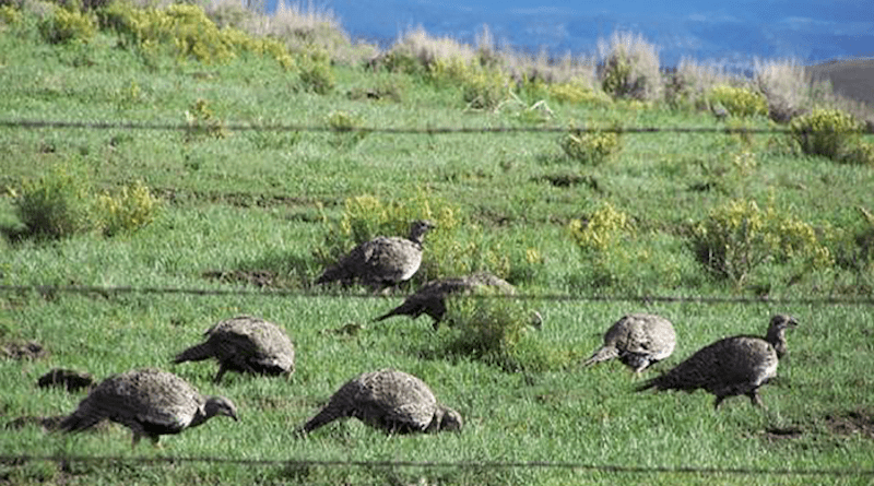 Female sage grouse move as a group at a site in northwest Colorado. New research examines the impact of hunting restrictions on the iconic bird across the West. CREDIT: Jeff Beck