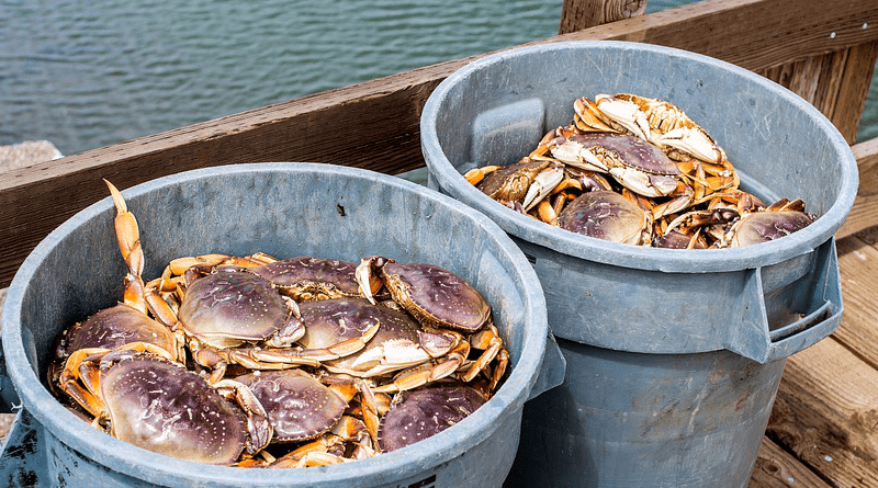 Fresh Dungeness Crab Live Crab Market Ocean Sea
