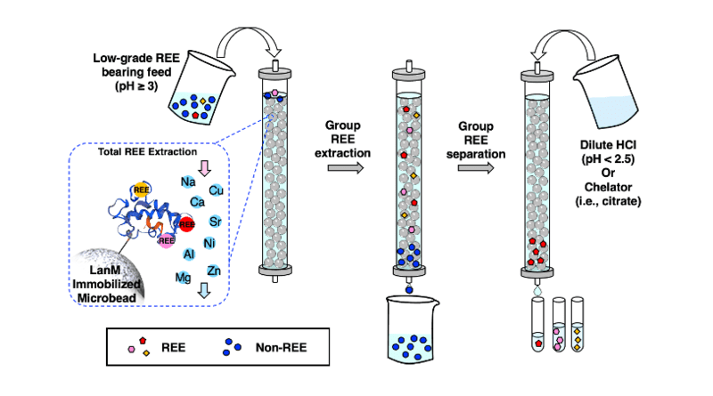 Low-grade sources of rare earth elements (REE), for example from industrial waste, typically contain many rare earth elements and other metals mixed together. A new extraction and separation method relies on a protein called lanmodulin (LanM) that first binds to all the rare earth elements in the source. Then other metals are drained and removed. By changing the conditions of the sample, for example by changing the acidity or adding ingredients called chelators, individual types of rare earth elements become unbound and can be collected. Even when a sample has very low levels of rare earth elements, this new procedure successfully extracts and separates heavy rare earth elements with high purity. CREDIT: Dong et al. 2021, ACS Central Science