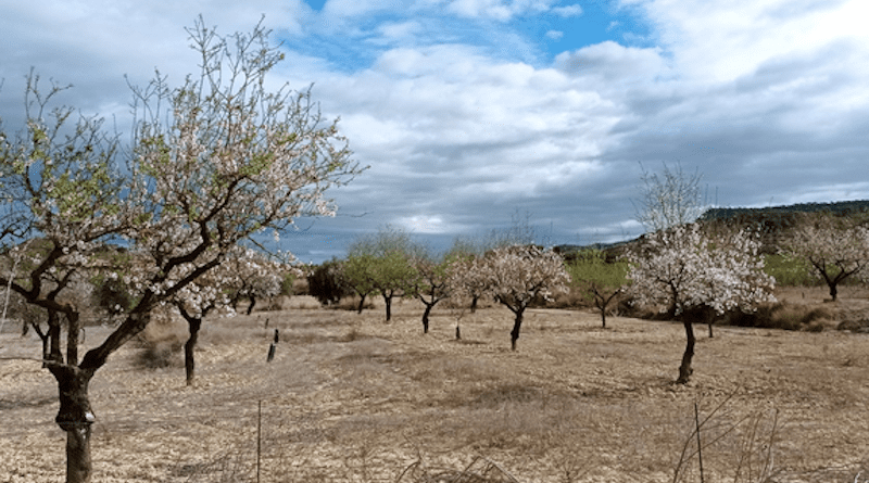 Picture of the case study where almond trees are diversified with thyme CREDIT: Diverfarming