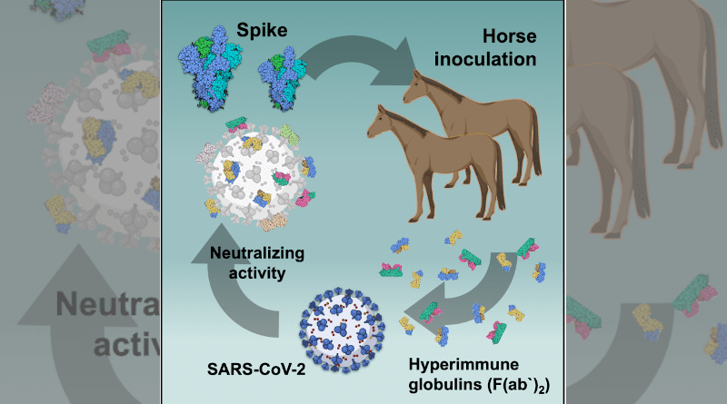 Trimeric spike glycoprotein induces high level of horse neutralizing antibodies. CREDIT: Guilherme de Oliveira