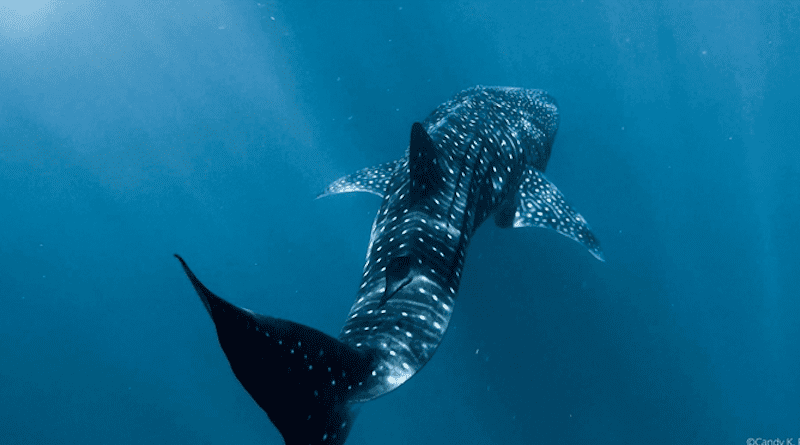 Due to the long distances traveled by whale sharks, transboundary measures may be more effective for the conservation of this endangered species. CREDIT: Candy K. Real