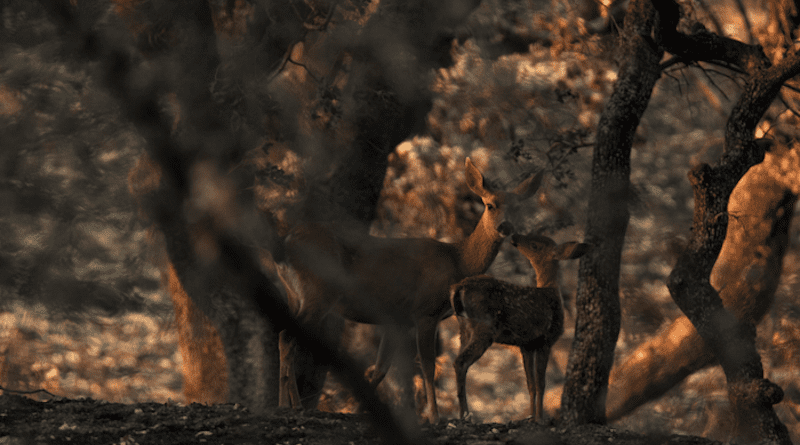 A black-tailed deer with her fawn, seen after the 2018 Mendocino Complex Fire. CREDIT: Samantha Kreling