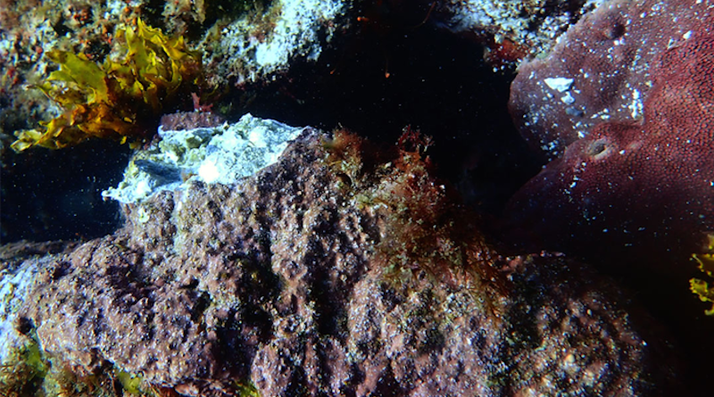An international team including University of Tsukuba researchers has revealed that most coralline algae experience negative effects from ocean acidification. Analysis of previous studies showed that changes in ocean chemistry can lead to declines in calcification rates, abundance, growth, and recruitment of coralline algae, but some species showed greater resilience than others. Ocean acidification was revealed as an important driver of change and the physiology of different species determined their response to changing conditions. CREDIT: University of Tsukuba