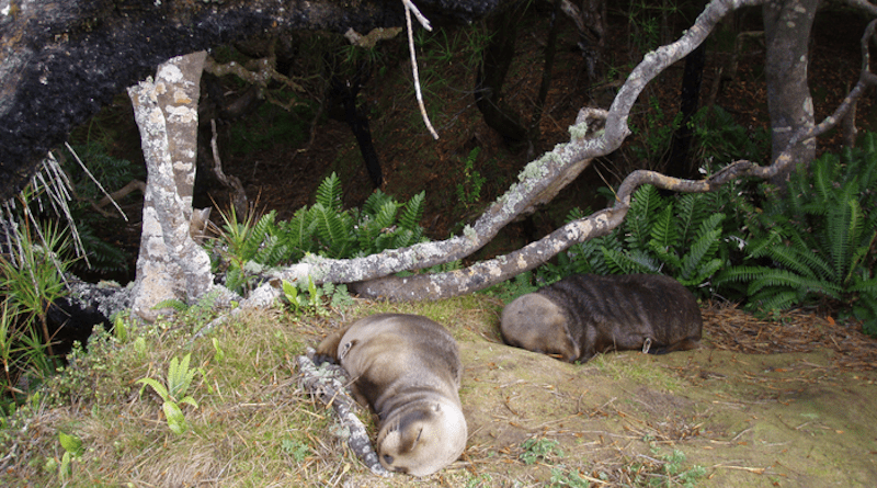 Finding New Zealand sea lion pups in the forest is not as easy as it may seem. CREDIT: Amélie Augé