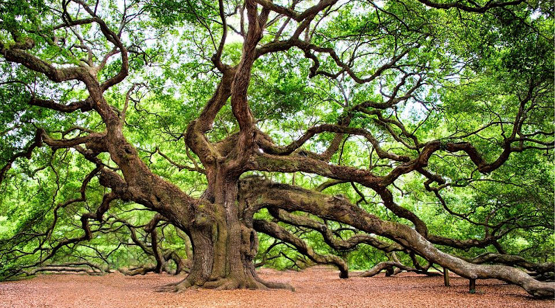 oak trees forest old