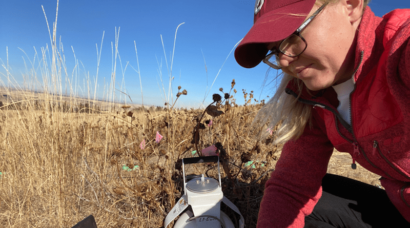 Lead author Jane Lucas measures CO2 production from prairie soil samples in Moscow, Idaho. CREDIT: Dana Whitmore