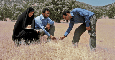 Researchers on a wild wheat relatives foraging trip in the central Zagros mountains in western Iran CREDIT: Ali Mehrabi