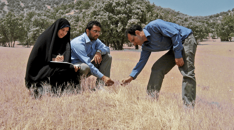 Researchers on a wild wheat relatives foraging trip in the central Zagros mountains in western Iran CREDIT: Ali Mehrabi