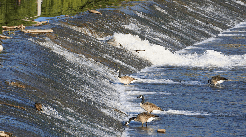 Waterfall Arkansas River Wichita Kansas Geese