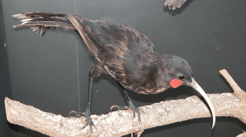 A specimen of a huia, which went extinct in New Zealand, housed in the Auckland Museum. CREDIT: Professor Tim Blackburn. Photo taken at Auckland Museum.