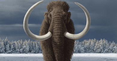 Woolly mammoths persisted in Siberia until the mid-Holocene. Credit: Mauricio Anton (https://mauricioanton.wordpress.com/)