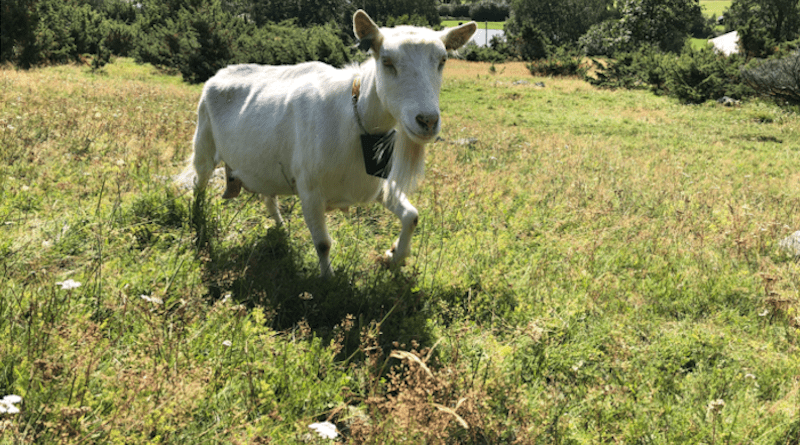 The collar’s GPS unit is part of a new pasturing system that allows goats to roam free of physical fencing. CREDIT: Photo: Roger A. Søraa, NTNU
