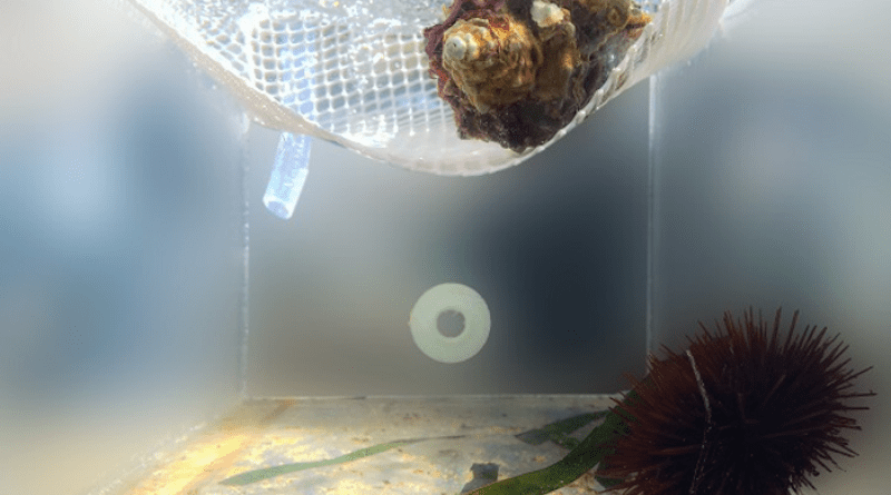 Sea urchins can perceive the chemistry of their predators and react instantly by changing their movement patterns. CREDIT: Jordi Pagès (UB-IRBio)