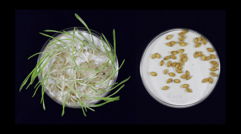 Germination in the non-mutated barley was almost complete, while the gene-edited barley did not germinate at all. This shows that the gene-edited barley had been dormant for longer (images taken 7 days after imbibition). Image credit: Hiroshi Hisano from Okayama University
