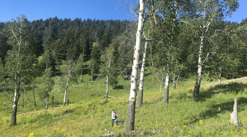 Previous research showed strong positive growth in young aspens in Yellowstone National Park as the elk populations decreased—a welcome result. But new research shows aspen recovery is not as robust as previously thought. CREDIT: Photo Courtesy Lainie Brice