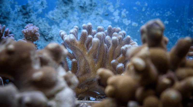 Stony corals are animals and related to jellyfish and sea anemones. As flower animals, they belong to the phylum of cnidarians. CREDIT: Roberto Schirdewahn