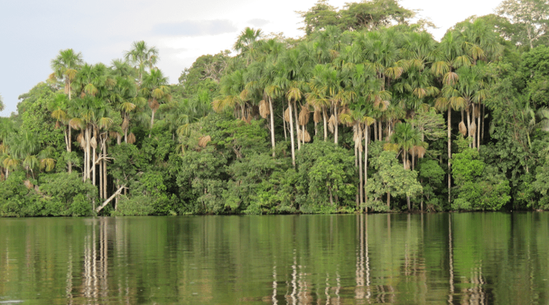 Amazon jungle