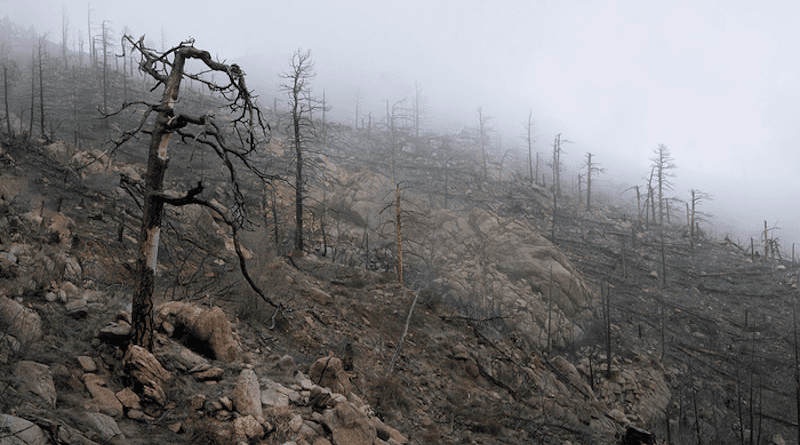 Wildfire-damaged trees in Sunshine Canyon outside Boulder, Colorado CREDIT: Intricate Explorer / Unsplash