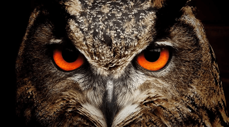 Owl Bird Animal Bird Of Prey Wildlife Fauna