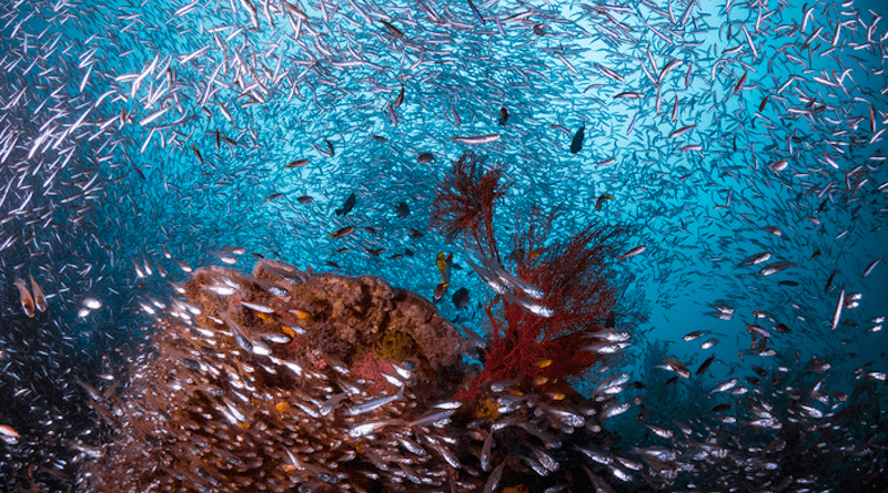 Sweet spots of tropical biomass production emerge where favourable ocean conditions concentrate resources, and also their consumers. Here, schools of sweetlips, snappers, fusiliers and unicornfishes congregate at a coral reef in Kri, Raja Ampat (Indonesia). CREDIT: Emry Oxford, CC BY 4.0 (https://creativecommons.org/licenses/by/4.0/)