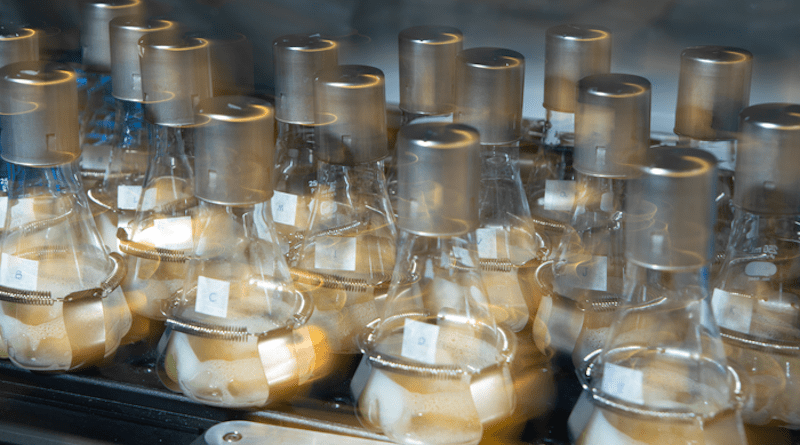 Genetically engineered bacteria can convert glucose into a fatty acid, which can then be transformed into hydrocarbons called olefins. To grow such bacteria, scientists add the microbes to flasks filled with nutrients (the yellow broth) and shake them in an incubator to encourage oxygen flow, as pictured here. CREDIT: Douglas Levere / University at Buffalo