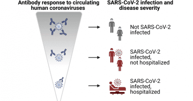 Strong antibody responses against harmless coronaviruses also partially protect against SARS-CoV-2. CREDIT: University of Zurich