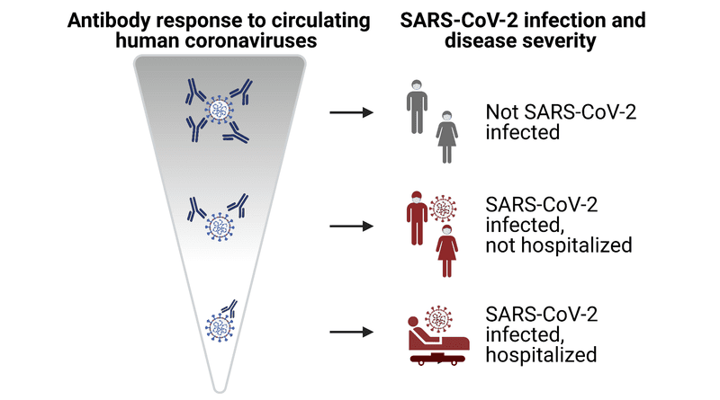 Strong antibody responses against harmless coronaviruses also partially protect against SARS-CoV-2. CREDIT: University of Zurich