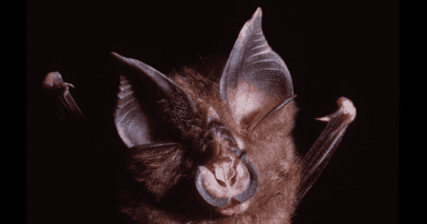 A team of scientists have identified coronaviruses closely related to SARS-CoV-2 from Rhinolophus shameli bats sampled in Cambodia more than a decade ago. CREDIT: Ben Hayes