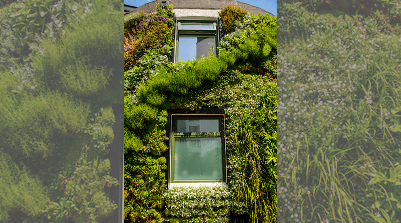 The Sustainability Hub at the University of Plymouth has been retrofitted with an exterior living wall façade, comprised of a flexible felt fabric sheet system with pockets allowing for soil and planting CREDIT: University of Plymouth