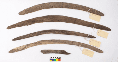 Rare boomerang collection from Cooper Creek (Kinipapa) near Innamincka in South Australia’s far north-east. CREDIT: Photograph courtesy of the Yandruwandha Yawarrawarrka Traditional Land Owners Aboriginal Corporation.