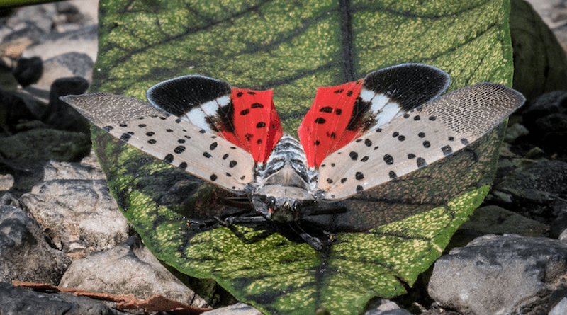 Spotted lanternfly is a destructive insect that feeds on a wide range of fruit, ornamental, and hardwood trees, including grapes, apples, walnut, and oak; a serious threat to the United States' agriculture and natural resources. CREDIT: USDA Photo by Lance Cheung.