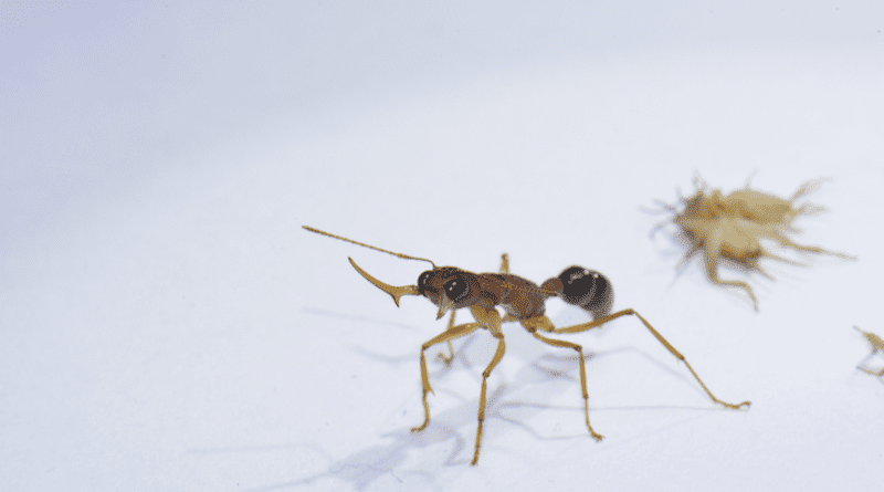 A Harpegnathos saltator worker captured in an aggressive display (open mandibles) aimed at the photographer. CREDIT: Karl Glastad (Berger Lab)