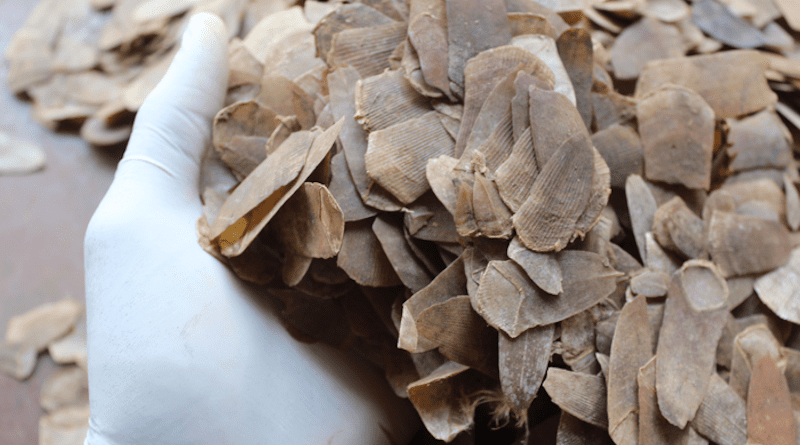 White-bellied pangolin scales confiscated by Nigeria Customs Service CREDIT: Charles Emogor