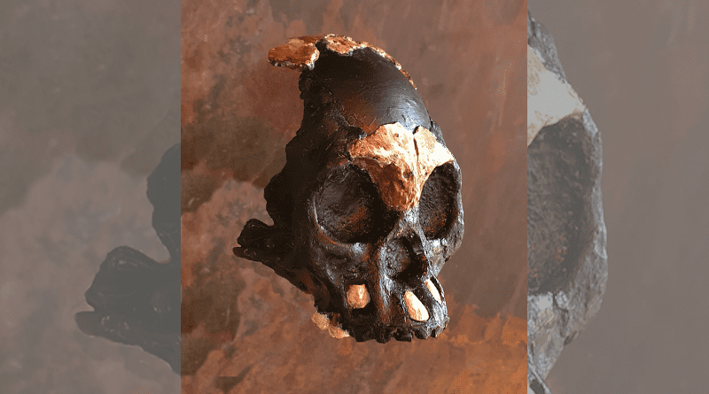A reconstruction of the skull of Leti, the first Homo naledi child whose remains were found in the Rising Star cave in Johannesburg CREDIT: Wits University