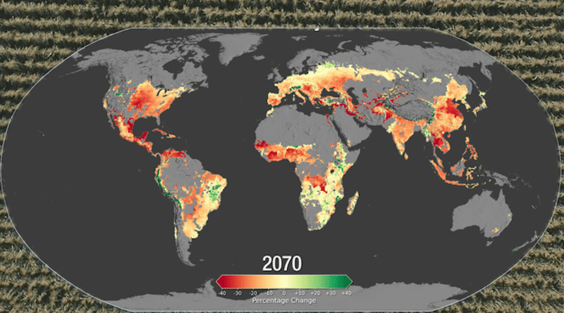Average global crop yields for maize, or corn, may see a decrease of 24% by late century, with the declines becoming apparent by 2030, with high greenhouse gas emissions, according to a new NASA study. Wheat, in contrast, may see an uptick in crop yields by about 17%. The change in yields is due to the projected increases in temperature, shifts in rainfall patterns and elevated surface carbon dioxide concentrations due to human-caused greenhouse gas emissions, making it more difficult to grow maize in the tropics and expanding wheat’s growing range. Credits: NASA/Katy Mersmann